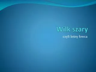 wilk szary