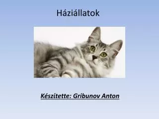 h zi llatok
