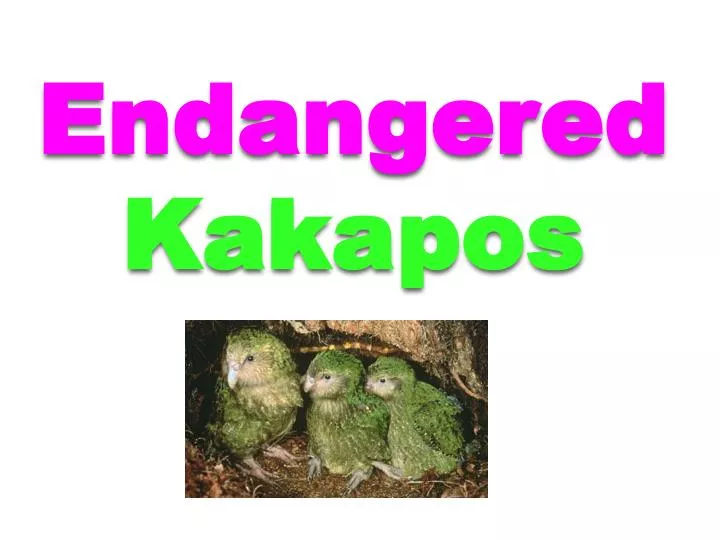 endangered k akapos