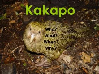 Kakapo