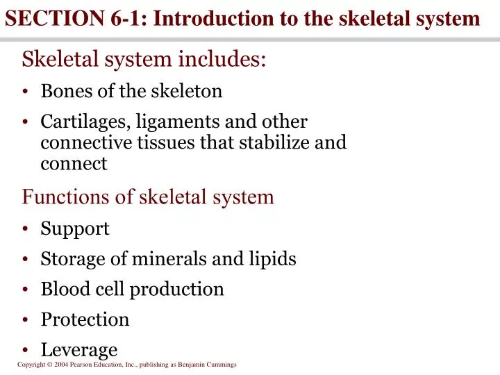 section 6 1 introduction to the skeletal system