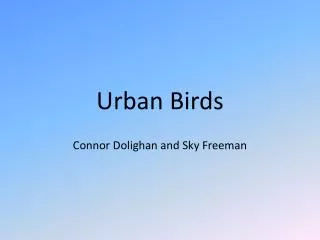 Urban Birds