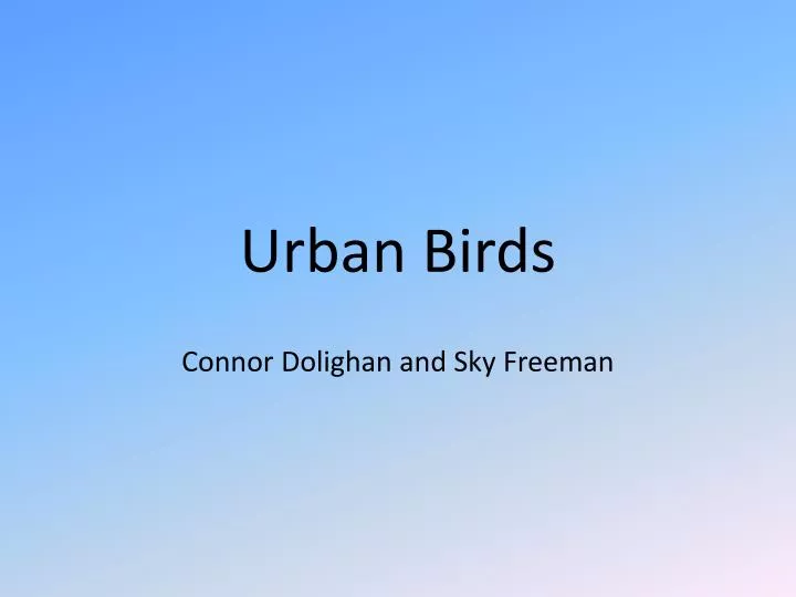 urban birds