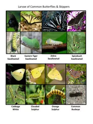 Larvae of Common Butterflies &amp; Skippers