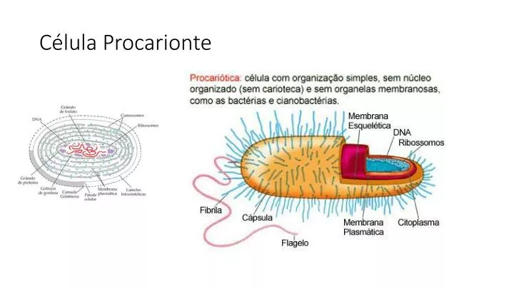 c lula procarionte