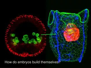 How do embryos build themselves?