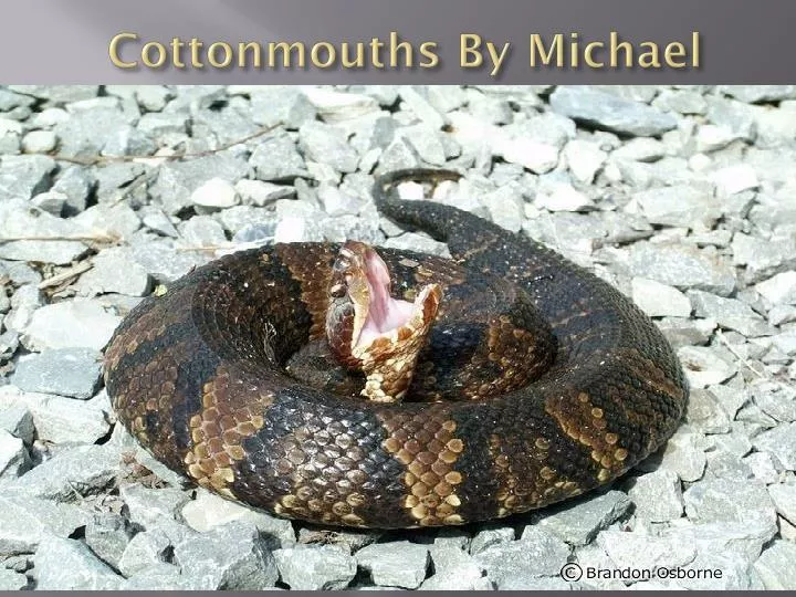 cottonmouths by m ichael