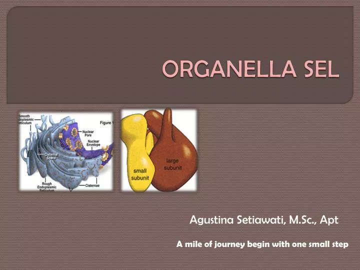organella sel