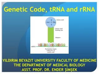 Genetic Code , tRNA and rRNA
