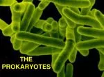 THE PROKARYOTES - slide 1