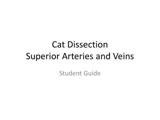 Cat Dissection Superior Arteries and Veins