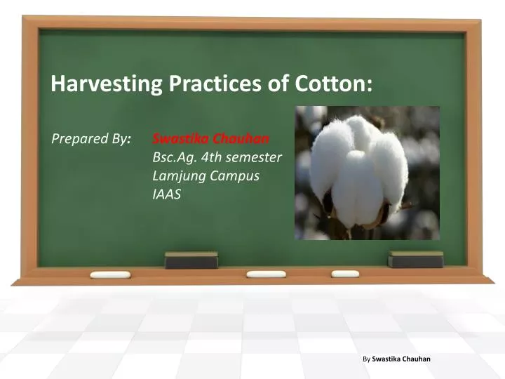 harvesting practices of cotton