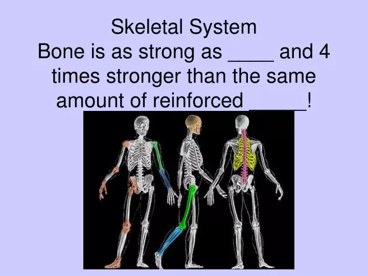 skeletal system bone is as strong as and 4 times stronger than the same amount of reinforced