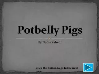 Potbelly Pigs