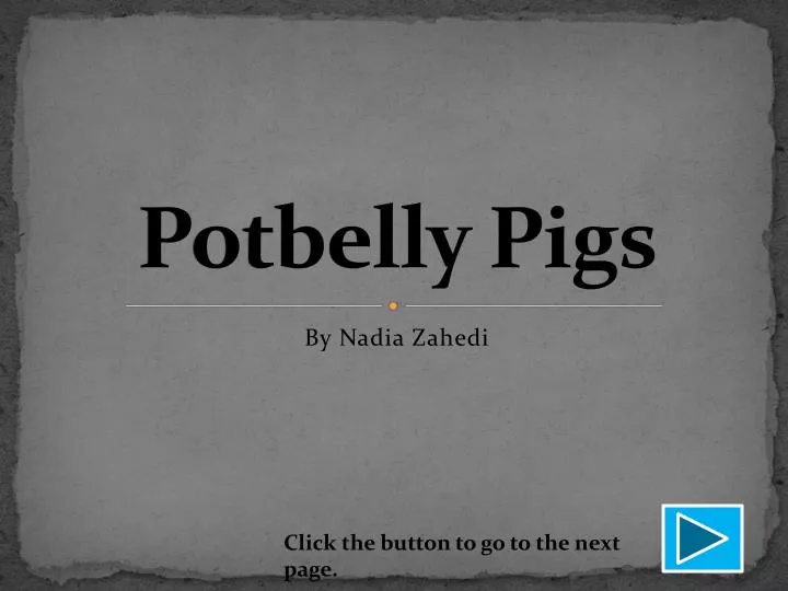 potbelly pigs