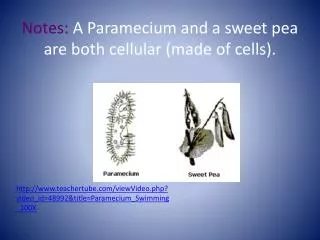Notes: A Paramecium and a sweet pea are both cellular (made of cells).