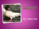 Monkey