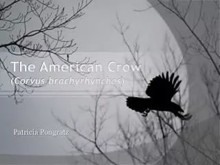 The American Crow ( Corvus brachyrhynchos )