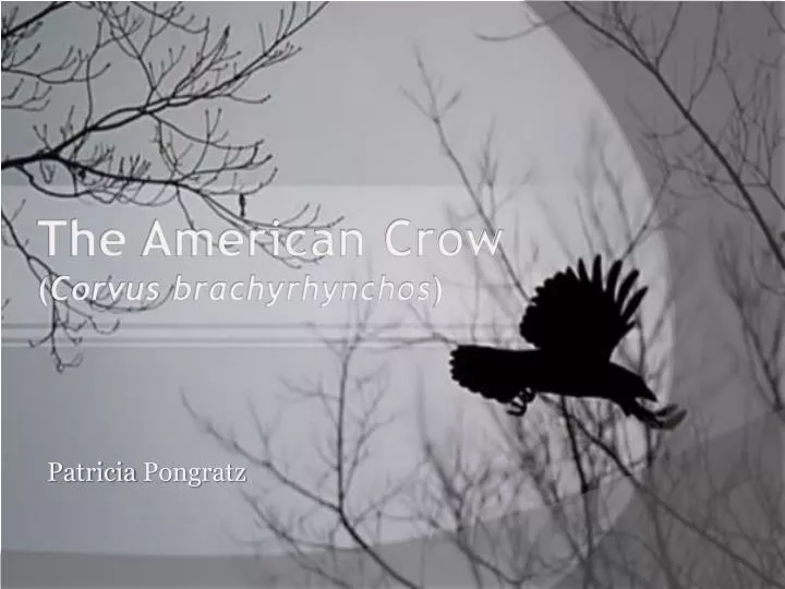 the american crow corvus brachyrhynchos