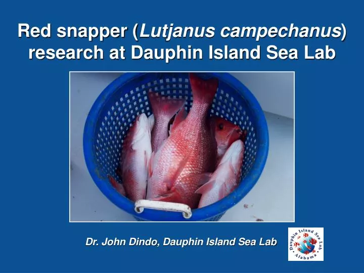 dr john dindo dauphin island sea lab