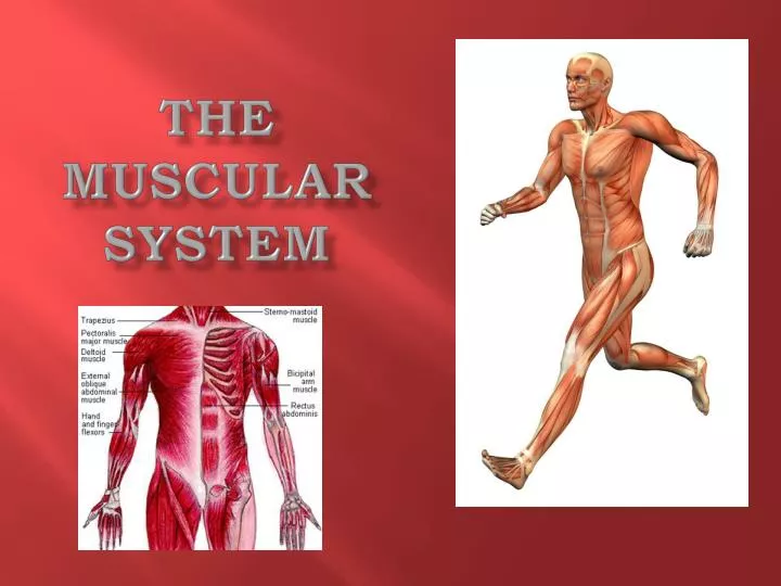 the muscular system