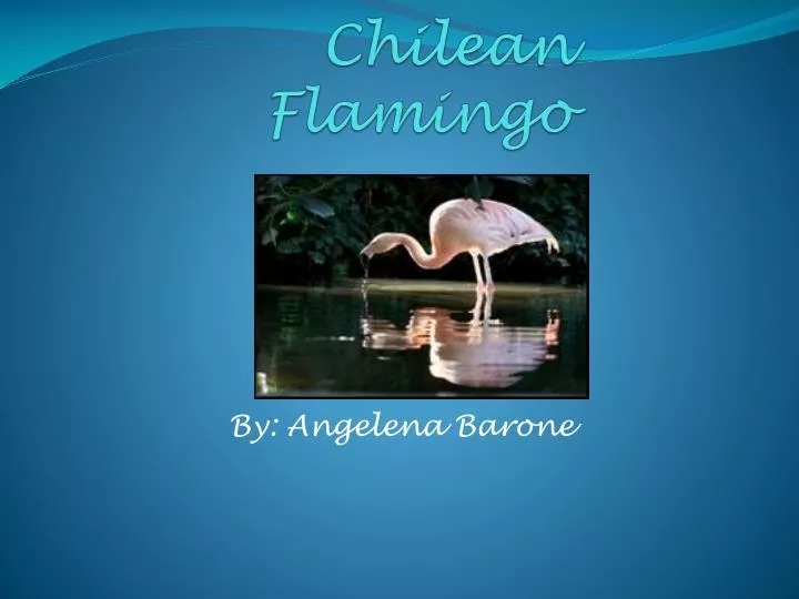 chilean flamingo