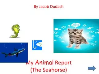 My Animal Report (The Seahorse)