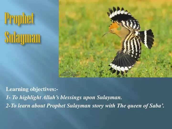 prophet sulayman