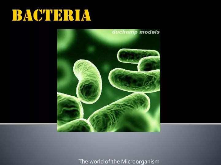 the world of the microorganism