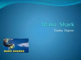 mako shark