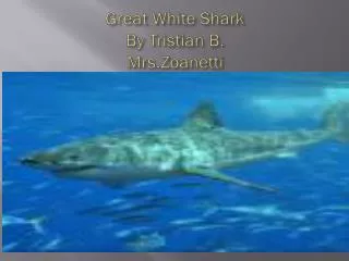 Great White Shark By Tristian B. Mrs.Zoanetti