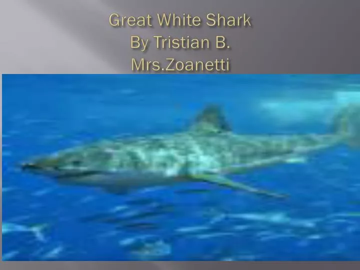 great white shark by tristian b mrs zoanetti