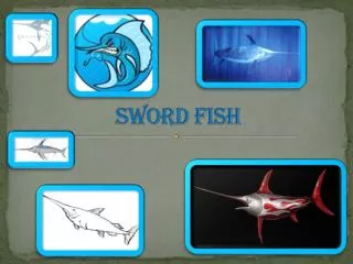 Sword fish