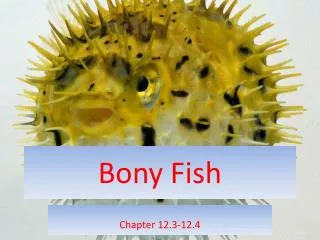 Bony Fish