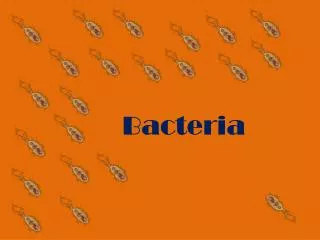 Bacteria