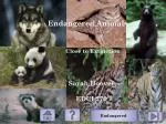 Endangered Animals - slide 1