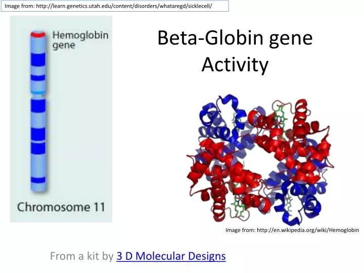 beta globin gene activity