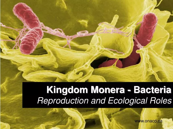 kingdom monera bacteria reproduction and ecological roles