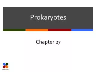 Prokaryotes