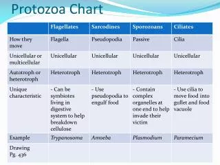 protozoa chart