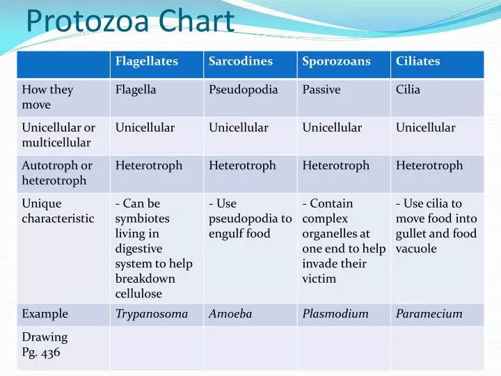 protozoa chart