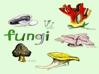 Fungi