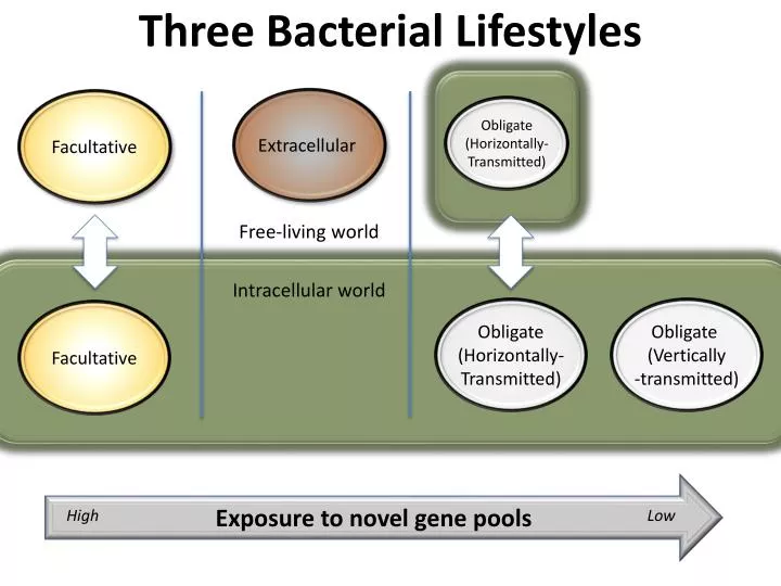 three bacterial lifestyles