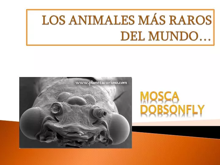 los animales m s raros del mundo