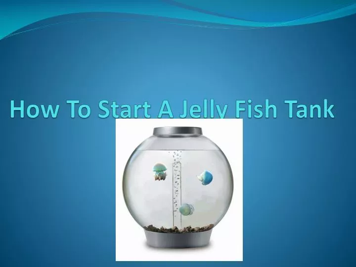 how to start a jelly fish tank