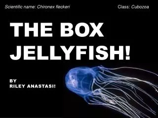 The Box Jellyfish!