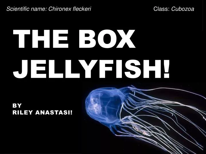 the box jellyfish