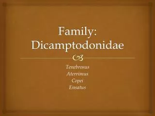 Family: Dicamptodonidae