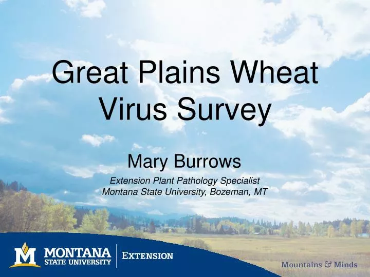 great plains wheat virus survey
