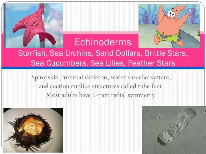 echinoderms starfish sea urchins sand dollars brittle stars sea cucumbers sea lilies feather stars